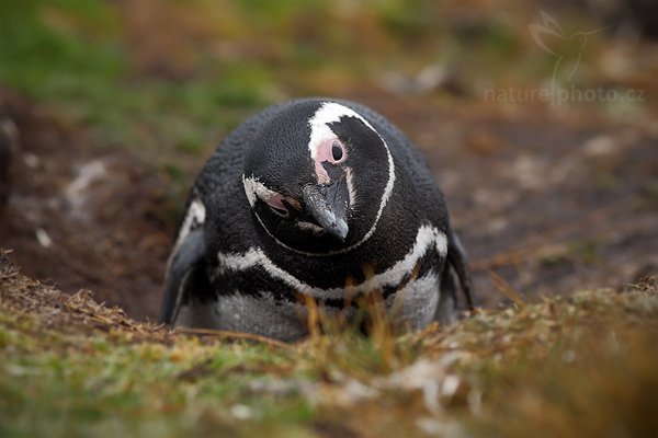 Tučňák magellanský (Spheniscus magellanicus), Tučňák magellanský (Spheniscus magellanicus), Magellanic penguin, Autor: Ondřej Prosický | NaturePhoto.cz, Model: Canon EOS-1D Mark III, Objektiv: Canon EF 200mm f/2.8 L USM, Ohnisková vzdálenost (EQ35mm): 260 mm, stativ Gitzo 3540LS + RRS BH55, Clona: 4.0, Doba expozice: 1/160 s, ISO: 200, Kompenzace expozice: -2/3, Blesk: Ne, Vytvořeno: 13. ledna 2009 11:00:06, Volunteer Point (Falklandské ostrovy)