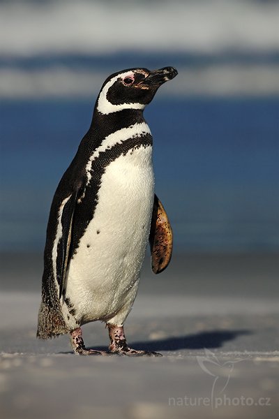 Tučňák magellanský (Spheniscus magellanicus), Tučňák magellanský (Spheniscus magellanicus), Magellanic penguin, Autor: Ondřej Prosický | NaturePhoto.cz, Model: Canon EOS 5D Mark II, Objektiv: Canon EF 500mm f/4 L IS USM, stativ Gitzo 3540LS + RRS BH55, Clona: 8.0, Doba expozice: 1/1600 s, ISO: 100, Kompenzace expozice: -1, Blesk: Ne, Vytvořeno: 12. ledna 2009 19:15:06, Volunteer Point (Falklandské ostrovy) 