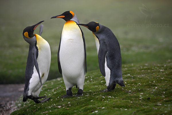 Tučňák patagonský (Aptenodytes patagonicus), Tučňák patagonský (Aptenodytes patagonicus), King penguin, Autor: Ondřej Prosický | NaturePhoto.cz, Model: Canon EOS-1D Mark III, Objektiv: Canon EF 500mm f/4 L IS USM, Ohnisková vzdálenost (EQ35mm): 260 mm, stativ Gitzo 3540LS + RRS BH55, Clona: 2.8, Doba expozice: 1/400 s, ISO: 100, Kompenzace expozice: -1/3, Blesk: Ne, Vytvořeno: 13. ledna 2009 10:47:46, Volunteer Point (Falklandské ostrovy) 