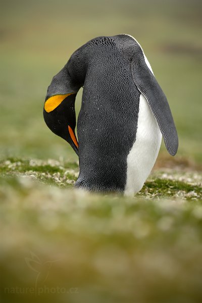 Tučňák patagonský (Aptenodytes patagonicus), Tučňák patagonský (Aptenodytes patagonicus), King penguin, Autor: Ondřej Prosický | NaturePhoto.cz, Model: Canon EOS-1D Mark III, Objektiv: Canon EF 200mm f/2.8 L USM, Ohnisková vzdálenost (EQ35mm): 260 mm, stativ Gitzo 3540LS + RRS BH55, Clona: 2.8, Doba expozice: 1/320 s, ISO: 100, Kompenzace expozice: -1/3, Blesk: Ne, Vytvořeno: 13. ledna 2009 10:46:24, Volunteer Point (Falklandské ostrovy) 