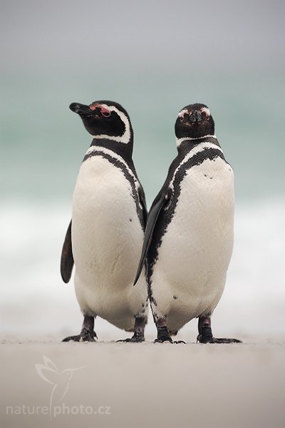 Tučňák magellanský (Spheniscus magellanicus), Tučňák magellanský (Spheniscus magellanicus), Magellanic penguin, Autor: Ondřej Prosický | NaturePhoto.cz, Model: Canon EOS-1D Mark III, Objektiv: Canon EF 500mm f/4 L IS USM, Ohnisková vzdálenost (EQ35mm): 650 mm, stativ Gitzo 3540LS + RRS BH55, Clona: 6.3, Doba expozice: 1/800 s, ISO: 250, Kompenzace expozice: +1/3, Blesk: Ne, Vytvořeno: 13. ledna 2009 16:48:11, Volunteer Point (Falklandské ostrovy) 