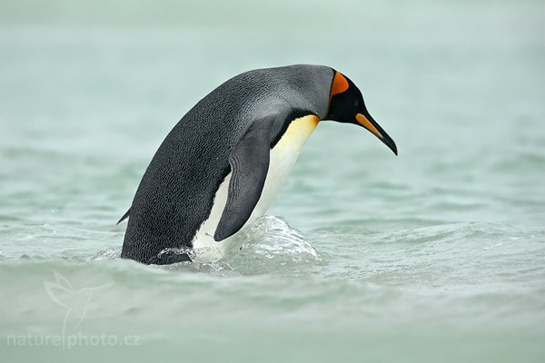 Tučňák patagonský (Aptenodytes patagonicus), Tučňák patagonský (Aptenodytes patagonicus), King penguin, Autor: Ondřej Prosický | NaturePhoto.cz, Model: Canon EOS-1D Mark III, Objektiv: Canon EF 500mm f/4 L IS USM, Ohnisková vzdálenost (EQ35mm): 650 mm, stativ Gitzo 3540LS + RRS BH55, Clona: 6.3, Doba expozice: 1/500 s, ISO: 400, Kompenzace expozice: +2/3, Blesk: Ne, Vytvořeno: 13. ledna 2009 17:32:47, Volunteer Point (Falklandské ostrovy)