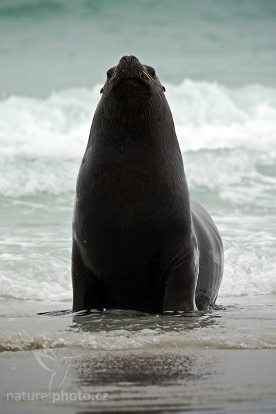 Lachtan hřivnatý (Otaria flavescens), Lachtan hřivnatý (Otaria flavescens), Sea lion, Autor: Ondřej Prosický | NaturePhoto.cz, Model: Canon EOS-1D Mark III, Objektiv: Canon EF 500mm f/4 L IS USM, Ohnisková vzdálenost (EQ35mm): 650 mm, stativ Gitzo 3540LS + RRS BH55, Clona: 9.0, Doba expozice: 1/200 s, ISO: 250, Kompenzace expozice: +2/3, Blesk: Ne, Vytvořeno: 13. ledna 2009 16:30:23, Volunteer Point (Falklandské ostrovy)