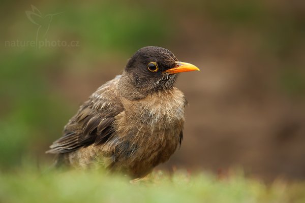 Drozd falklandský (Turdus falcklandii falcklandii), Drozd falklandský (Turdus falcklandii falcklandii), Falkland Thrush, Autor: Ondřej Prosický | NaturePhoto.cz, Model: Canon EOS-1D Mark III, Objektiv: Canon EF 500mm f/4 L IS USM + TC Canon 1,4x, Ohnisková vzdálenost (EQ35mm): 910 mm, stativ Gitzo 3540LS + RRS BH55, Clona: 6.3, Doba expozice: 1/160 s, ISO: 640, Kompenzace expozice: +2/3, Blesk: Ne, Vytvořeno: 14. ledna 2009 8:41:43, Volunteer Point (Falklandské ostrovy)