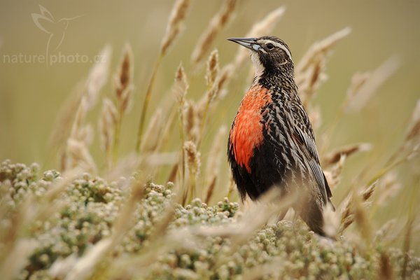 Vlhovec dlouhoocasý (Sturnella loyca falklandica), Vlhovec dlouhoocasý (Sturnella loyca falklandica), Long-tailed Meadowlark, Autor: Ondřej Prosický | NaturePhoto.cz, Model: Canon EOS-1D Mark III, Objektiv: Canon EF 500mm f/4 L IS USM, Ohnisková vzdálenost (EQ35mm): 910 mm, stativ Gitzo 3540LS + RRS BH55, Clona: 8.0, Doba expozice: 1/400 s, ISO: 400, Kompenzace expozice: 0, Blesk: Ne, Vytvořeno: 13. ledna 2009 14:55:08, Volunteer Point (Falklandské ostrovy) 