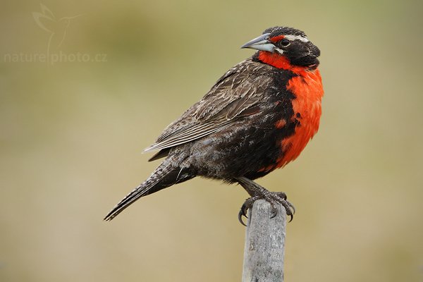 Vlhovec dlouhoocasý (Sturnella loyca falklandica), Vlhovec dlouhoocasý (Sturnella loyca falklandica), Long-tailed Meadowlark, Autor: Ondřej Prosický | NaturePhoto.cz, Model: Canon EOS-1D Mark III, Objektiv: Canon EF 500mm f/4 L IS USM + TC Canon 1,4x, Ohnisková vzdálenost (EQ35mm): 910 mm, stativ Gitzo 3540LS + RRS BH55, Clona: 8.0, Doba expozice: 1/400 s, ISO: 400, Kompenzace expozice: 0, Blesk: Ne, Vytvořeno: 13. ledna 2009 14:52:59, Volunteer Point (Falklandské ostrovy) 