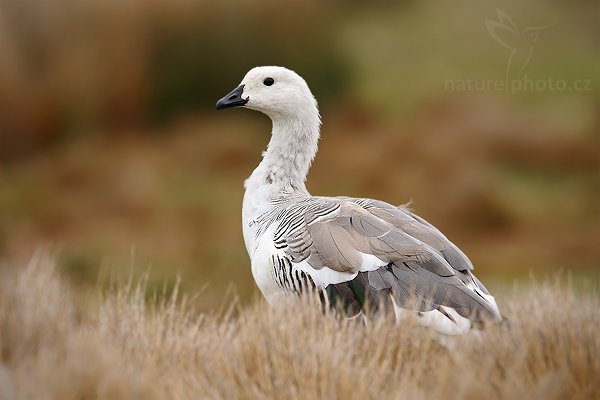 Husice magellanská (Chloephaga picta), Husice magellanská (Chloephaga picta), Upland goose, Autor: Ondřej Prosický | NaturePhoto.cz, Model: Canon EOS-1D Mark III, Objektiv: Canon EF 500mm f/4 L IS USM, Ohnisková vzdálenost (EQ35mm): 910 mm, stativ Gitzo 3540LS + RRS BH55, Clona: 8.0, Doba expozice: 1/320 s, ISO: 400, Kompenzace expozice: +1/3, Blesk: Ne, Vytvořeno: 13. ledna 2009 15:07:38, Volunteer Point (Falklandské ostrovy) 