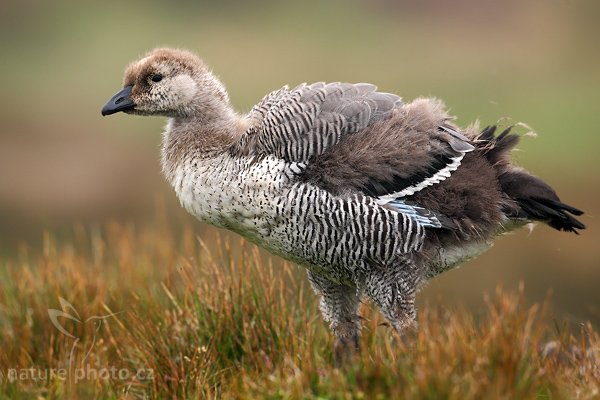 Husice magellanská (Chloephaga picta), Husice magellanská (Chloephaga picta), Upland goose, Autor: Ondřej Prosický | NaturePhoto.cz, Model: Canon EOS-1D Mark III, Objektiv: Canon EF 500mm f/4 L IS USM, Ohnisková vzdálenost (EQ35mm): 650 mm, stativ Gitzo 3540LS + RRS BH55, Clona: 6.3, Doba expozice: 1/200 s, ISO: 500, Kompenzace expozice: 0, Blesk: Ne, Vytvořeno: 13. ledna 2009 19:26:14, Volunteer Point (Falklandské ostrovy) 