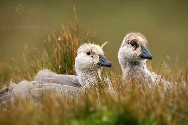 Husice magellanská (Chloephaga picta), Husice magellanská (Chloephaga picta), Upland goose, Autor: Ondřej Prosický | NaturePhoto.cz, Model: Canon EOS-1D Mark III, Objektiv: Canon EF 500mm f/4 L IS USM, Ohnisková vzdálenost (EQ35mm): 650 mm, stativ Gitzo 3540LS + RRS BH55, Clona: 6.3, Doba expozice: 1/200 s, ISO: 500, Kompenzace expozice: 0, Blesk: Ne, Vytvořeno: 13. ledna 2009 19:28:02, Volunteer Point (Falklandské ostrovy) 