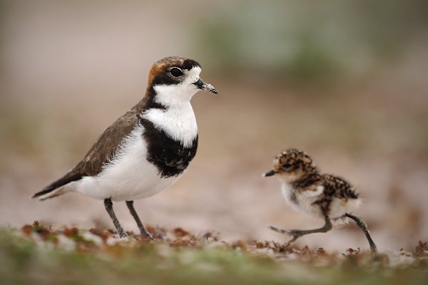 Kulík falklandský (Charadrius falklandicus), Kulík falklandský (Charadrius falklandicus), Two-banded Plover, Tučňák patagonský (Aptenodytes patagonicus), King penguin, Autor: Ondřej Prosický | NaturePhoto.cz, Model: Canon EOS-1D Mark III, Objektiv: Canon EF 500mm f/4 L IS USM, Ohnisková vzdálenost (EQ35mm): 650 mm, stativ Gitzo 3540LS + RRS BH55, Clona: 4.0, Doba expozice: 1/800 s, ISO: 200, Kompenzace expozice: 0, Blesk: Ne, Vytvořeno: 13. ledna 2009 11:20:39, Volunteer Point (Falklandské ostrovy) 