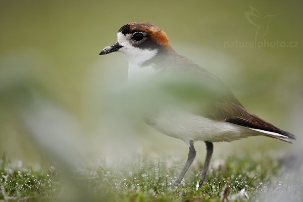 Kulík falklandský (Charadrius falklandicus), Kulík falklandský (Charadrius falklandicus), Two-banded Plover, Autor: Ondřej Prosický | NaturePhoto.cz, Model: Canon EOS-1D Mark III, Objektiv: Canon EF 500mm f/4 L IS USM, Ohnisková vzdálenost (EQ35mm): 650 mm, stativ Gitzo 3540LS + RRS BH55, Clona: 4.0, Doba expozice: 1/400 s, ISO: 200, Kompenzace expozice: 0, Blesk: Ne, Vytvořeno: 13. ledna 2009 11:17:56, Volunteer Point (Falklandské ostrovy)