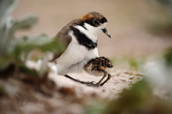 Kulík falklandský (Charadrius falklandicus), Kulík falklandský (Charadrius falklandicus), Two-banded Plover, Autor: Ondřej Prosický | NaturePhoto.cz, Model: Canon EOS-1D Mark III, Objektiv: Canon EF 500mm f/4 L IS USM, Ohnisková vzdálenost (EQ35mm): 650 mm, stativ Gitzo 3540LS + RRS BH55, Clona: 4.0, Doba expozice: 1/1600 s, ISO: 400, Kompenzace expozice: 0, Blesk: Ne, Vytvořeno: 13. ledna 2009 11:20:46, Volunteer Point (Falklandské ostrovy) 