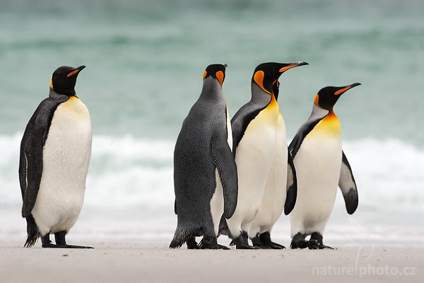 Tučňák patagonský (Aptenodytes patagonicus), Tučňák patagonský (Aptenodytes patagonicus), King penguin, Autor: Ondřej Prosický | NaturePhoto.cz, Model: Canon EOS-1D Mark III, Objektiv: Canon EF 500mm f/4 L IS USM, Ohnisková vzdálenost (EQ35mm): 650 mm, stativ Gitzo 3540LS + RRS BH55, Clona: 9.0, Doba expozice: 1/320 s, ISO: 250, Kompenzace expozice: +2/3, Blesk: Ne, Vytvořeno: 13. ledna 2009 16:29:27, Volunteer Point (Falklandské ostrovy) 