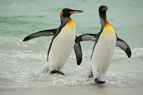 Tučňák patagonský (Aptenodytes patagonicus), Tučňák patagonský (Aptenodytes patagonicus), King penguin, Autor: Ondřej Prosický | NaturePhoto.cz, Model: Canon EOS-1D Mark III, Objektiv: Canon EF 500mm f/4 L IS USM, Ohnisková vzdálenost (EQ35mm): 260 mm, stativ Gitzo 3540LS + RRS BH55, Clona: 6.3, Doba expozice: 1/500 s, ISO: 400, Kompenzace expozice: +2/3, Blesk: Ne, Vytvořeno: 13. ledna 2009 17:44:50, Volunteer Point (Falklandské ostrovy) 