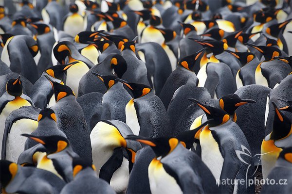 Tučňák patagonský (Aptenodytes patagonicus), Tučňák patagonský (Aptenodytes patagonicus), King penguin, Autor: Ondřej Prosický | NaturePhoto.cz, Model: Canon EOS-1D Mark III, Objektiv: Canon EF 500mm f/4 L IS USM, Ohnisková vzdálenost (EQ35mm): 650 mm, stativ Gitzo 3540LS + RRS BH55, Clona: 14, Doba expozice: 1/80 s, ISO: 400, Kompenzace expozice: 0, Blesk: Ne, Vytvořeno: 13. ledna 2009 18:45:24, Volunteer Point (Falklandské ostrovy) 