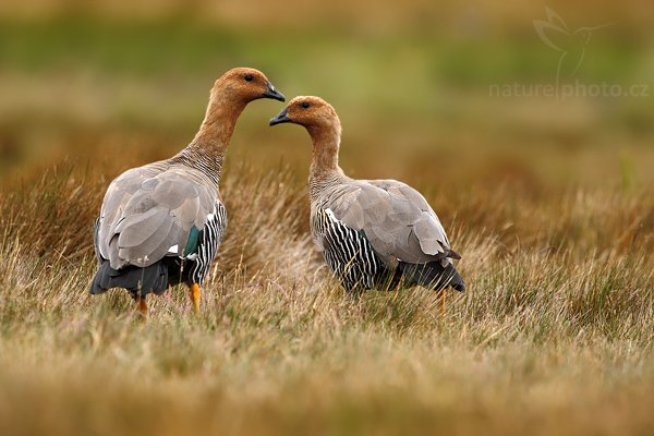 Husice magellanská (Chloephaga picta), Husice magellanská (Chloephaga picta), Upland goose, Autor: Ondřej Prosický | NaturePhoto.cz, Model: Canon EOS-1D Mark III, Objektiv: Canon EF 500mm f/4 L IS USM, Ohnisková vzdálenost (EQ35mm): 650 mm, stativ Gitzo 3540LS + RRS BH55, Clona: 5.6, Doba expozice: 1/640 s, ISO: 400, Kompenzace expozice: 0, Blesk: Ne, Vytvořeno: 13. ledna 2009 16:12:11, Volunteer Point (Falklandské ostrovy) 