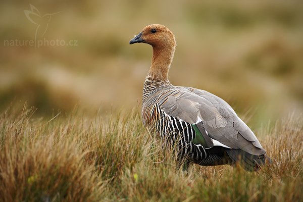 Husice magellanská (Chloephaga picta), Husice magellanská (Chloephaga picta), Upland goose, Autor: Ondřej Prosický | NaturePhoto.cz, Model: Canon EOS-1D Mark III, Objektiv: Canon EF 500mm f/4 L IS USM, Ohnisková vzdálenost (EQ35mm): 650 mm, stativ Gitzo 3540LS + RRS BH55, Clona: 5.6, Doba expozice: 1/640 s, ISO: 400, Kompenzace expozice: 0, Blesk: Ne, Vytvořeno: 13. ledna 2009 16:14:26, Volunteer Point (Falklandské ostrovy) 