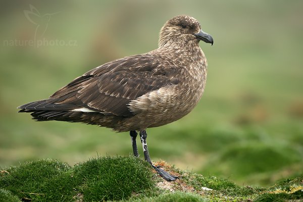 Chaluha jižní (Catharacta antarctica, Stercorarius antarcticus), Chaluha jižní (Catharacta antarctica, Stercorarius antarcticus), Brown skua, Autor: Ondřej Prosický | NaturePhoto.cz, Model: Canon EOS-1D Mark III, Objektiv: Canon EF 500mm f/4 L IS USM, Ohnisková vzdálenost (EQ35mm): 650 mm, stativ Gitzo 3540LS + RRS BH55, Clona: 5.6, Doba expozice: 1/250 s, ISO: 250, Kompenzace expozice: +2/3, Blesk: Ne, Vytvořeno: 13. ledna 2009 11:56:11, Volunteer Point (Falklandské ostrovy) 