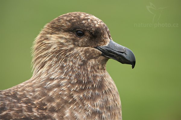 Chaluha jižní (Catharacta antarctica, Stercorarius antarcticus), Chaluha jižní (Catharacta antarctica, Stercorarius antarcticus), Brown skua, Autor: Ondřej Prosický | NaturePhoto.cz, Model: Canon EOS-1D Mark III, Objektiv: Canon EF 500mm f/4 L IS USM, Ohnisková vzdálenost (EQ35mm): 650 mm, stativ Gitzo 3540LS + RRS BH55, Clona: 7.1, Doba expozice: 1/200 s, ISO: 320, Kompenzace expozice: +2/3, Blesk: Ne, Vytvořeno: 13. ledna 2009 11:57:43, Volunteer Point (Falklandské ostrovy) 