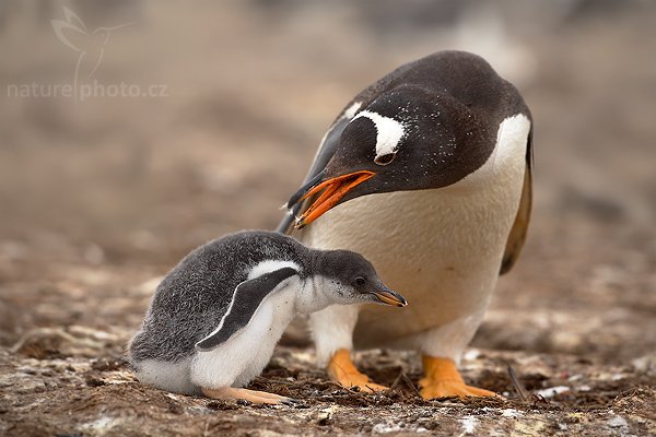 Tučňák oslí (Pygoscelis papua), Tučňák oslí (Pygoscelis papua), Gentoo penguin, Autor: Ondřej Prosický | NaturePhoto.cz, Model: Canon EOS-1D Mark III, Objektiv: Canon EF 500mm f/4 L IS USM, Ohnisková vzdálenost (EQ35mm): 650 mm, stativ Gitzo 3540LS + RRS BH55, Clona: 6.3, Doba expozice: 1/400 s, ISO: 250, Kompenzace expozice: +1/3, Blesk: Ne, Vytvořeno: 13. ledna 2009 12:13:06, Volunteer Point (Falklandské ostrovy) 