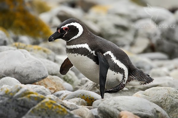 Tučňák magellanský (Spheniscus magellanicus), Tučňák magellanský (Spheniscus magellanicus), Magellanic penguin, Autor: Ondřej Prosický | NaturePhoto.cz, Model: Canon EOS-1D Mark III, Objektiv: Canon EF 500mm f/4 L IS USM + TC Canon 1.4x, Ohnisková vzdálenost (EQ35mm): 910 mm, stativ Gitzo 3540LS + RRS BH55, Clona: 6.3, Doba expozice: 1/800 s, ISO: 800, Kompenzace expozice: 0, Blesk: Ne, Vytvořeno: 14. ledna 2009 8:07:53, Volunteer Point (Falklandské ostrovy) 