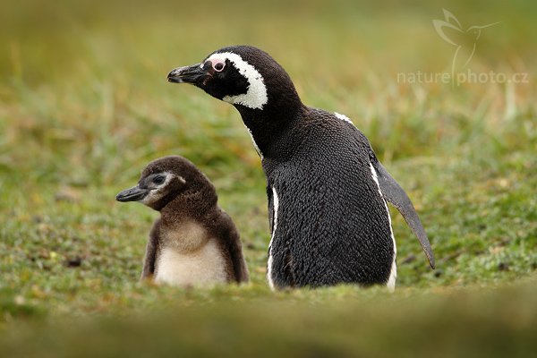 Tučňák magellanský (Spheniscus magellanicus), Tučňák magellanský (Spheniscus magellanicus), Magellanic penguin, Autor: Ondřej Prosický | NaturePhoto.cz, Model: Canon EOS-1D Mark III, Objektiv: Canon EF 500mm f/4 L IS USM+ TC Canon 1.4x, Ohnisková vzdálenost (EQ35mm): 910 mm, stativ Gitzo 3540LS + RRS BH55, Clona: 6.3, Doba expozice: 1/640 s, ISO: 640, Kompenzace expozice: -1/3, Blesk: Ne, Vytvořeno: 14. ledna 2009 8:25:28, Volunteer Point (Falklandské ostrovy) 