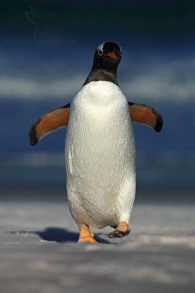 Tučňák oslí (Pygoscelis papua), Tučňák oslí (Pygoscelis papua), Gentoo penguin, Autor: Ondřej Prosický | NaturePhoto.cz, Model: Canon EOS 5D Mark II, Objektiv: Canon EF 500mm f/4 L IS USM, stativ Gitzo 3540LS + RRS BH55, Clona: 8.0, Doba expozice: 1/2000 s, ISO: 100, Kompenzace expozice: -1, Blesk: Ne, Vytvořeno: 12. ledna 2009 23:13:49, Volunteer Point (Falklandské ostrovy) 