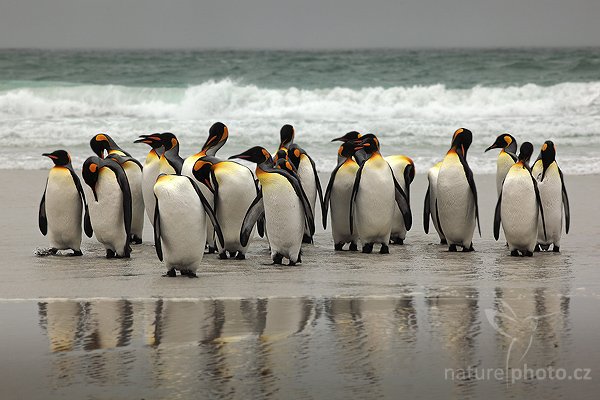 Tučňák patagonský (Aptenodytes patagonicus), Tučňák patagonský (Aptenodytes patagonicus), King penguin, Autor: Ondřej Prosický | NaturePhoto.cz, Model: Canon EOS 5D Mark II, Objektiv: Canon EF 200mm f/2.8 L USM, stativ Gitzo 3540LS + RRS BH55, Clona: 11, Doba expozice: 1/1250 s, ISO: 200, Kompenzace expozice: -1/3, Blesk: Ne, Vytvořeno: 14. ledna 2009 13:08:19, Volunteer Point (Falklandské ostrovy) 