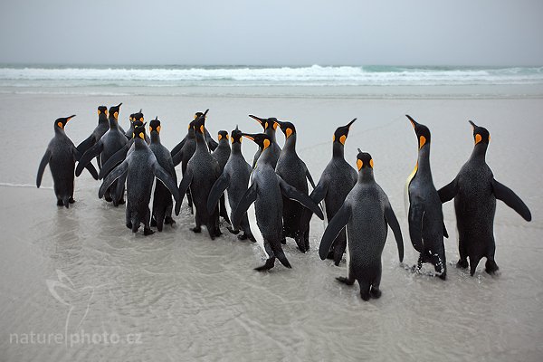 Tučňák patagonský (Aptenodytes patagonicus), Tučňák patagonský (Aptenodytes patagonicus), King penguin, Autor: Ondřej Prosický | NaturePhoto.cz, Model: Canon EOS 5D Mark II, Objektiv: Canon EF 17-40mm f/4 L USM , fotografováno z ruky, Clona: 10, Doba expozice: 1/125 s, ISO: 250, Kompenzace expozice: +1/3, Blesk: Ne, Vytvořeno: 14. ledna 2009 12:32:38, Volunteer Point (Falklandské ostrovy) 