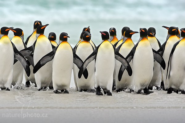 Tučňák patagonský (Aptenodytes patagonicus), Tučňák patagonský (Aptenodytes patagonicus), King penguin, Autor: Ondřej Prosický | NaturePhoto.cz, Model: Canon EOS-1D Mark III, Objektiv: Canon EF 500mm f/4 L IS USM, Ohnisková vzdálenost (EQ35mm): 650 mm, stativ Gitzo 3540LS + RRS BH55, Clona: 7.1, Doba expozice: 1/1250 s, ISO: 320, Kompenzace expozice: +1, Blesk: Ne, Vytvořeno: 14. ledna 2009 12:30:56, Volunteer Point (Falklandské ostrovy) 