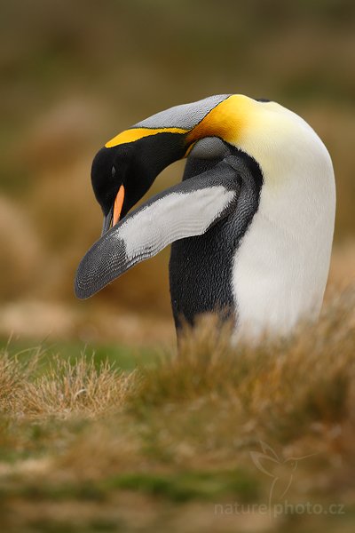 Tučňák patagonský (Aptenodytes patagonicus), Tučňák patagonský (Aptenodytes patagonicus), King penguin, Autor: Ondřej Prosický | NaturePhoto.cz, Model: Canon EOS-1D Mark III, Objektiv: Canon EF 500mm f/4 L IS USM, Ohnisková vzdálenost (EQ35mm): 650 mm, stativ Gitzo 3540LS + RRS BH55, Clona: 5.6, Doba expozice: 1/400 s, ISO: 160, Kompenzace expozice: 0, Blesk: Ne, Vytvořeno: 14. ledna 2009 16:18:35, Volunteer Point (Falklandské ostrovy) 