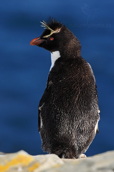 Tučňák skalní (Eudyptes chrysocome), Tučňák skalní (Eudyptes chrysocome), Rockhopper penguin, Autor: Ondřej Prosický | NaturePhoto.cz, Model: Canon EOS-1D Mark III, Objektiv: Canon EF 500mm f/4 L IS USM, Ohnisková vzdálenost (EQ35mm): 650 mm, stativ Gitzo 3540LS + RRS BH55, Clona: 9.0, Doba expozice: 1/160 s, ISO: 100, Kompenzace expozice: -1 1/3, Blesk: Ano, Vytvořeno: 20. ledna 2009 16:24:45, Sea Lion Island (Falklandské ostrovy) 