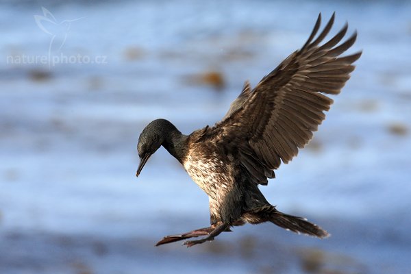 Kormorán skalní (Phalacrocorax magellanicus), Kormorán skalní (Phalacrocorax magellanicus), Rock Shag, Autor: Ondřej Prosický | NaturePhoto.cz, Model: Canon EOS-1D Mark III, Objektiv: Canon EF 500mm f/4 L IS USM, Ohnisková vzdálenost (EQ35mm): 650 mm, stativ Gitzo 3540LS + RRS BH55, Clona: 9.0, Doba expozice: 1/500 s, ISO: 320, Kompenzace expozice: -1/3, Blesk: Ne, Vytvořeno: 29. ledna 2009 16:43:14, Gypsy Cove, Stanley (Falklandské ostrovy) 