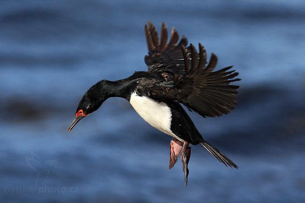 Kormorán skalní (Phalacrocorax magellanicus), Kormorán skalní (Phalacrocorax magellanicus), Rock Shag, Autor: Ondřej Prosický | NaturePhoto.cz, Model: Canon EOS-1D Mark III, Objektiv: Canon EF 500mm f/4 L IS USM, Ohnisková vzdálenost (EQ35mm): 650 mm, stativ Gitzo 3540LS + RRS BH55, Clona: 6.3, Doba expozice: 1/2500 s, ISO: 400, Kompenzace expozice: -2/3, Blesk: Ne, Vytvořeno: 29. ledna 2009 17:07:13, Gypsy Cove (Falklandské ostrovy) 