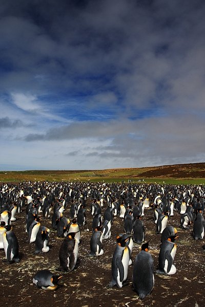 Tučňák patagonský (Aptenodytes patagonicus), Tučňák patagonský (Aptenodytes patagonicus), King penguin, Autor: Ondřej Prosický | NaturePhoto.cz, Model: Canon EOS-1D Mark III, Objektiv: Canon EF 17-40mm f/4 L USM, Ohnisková vzdálenost (EQ35mm): 27 mm, stativ Gitzo 3540LS + RRS BH55, Clona: 11, Doba expozice: 1/80 s, ISO: 100, Kompenzace expozice: -1/3, Blesk: Ne, Vytvořeno: 14. ledna 2009 15:43:23, Volunteer Point (Falklandské ostrovy) 