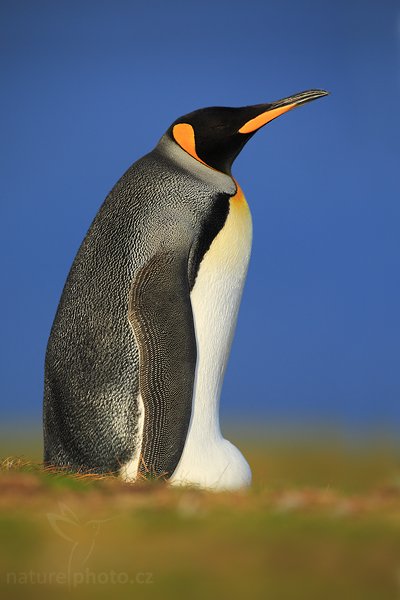 Tučňák patagonský (Aptenodytes patagonicus), Tučňák patagonský (Aptenodytes patagonicus), King penguin, Autor: Ondřej Prosický | NaturePhoto.cz, Model: Canon EOS-1D Mark III, Objektiv: Canon EF 500mm f/4 L IS USM, Ohnisková vzdálenost (EQ35mm): 650 mm, stativ Gitzo 3540LS + RRS BH55, Clona: 5.6, Doba expozice: 1/800 s, ISO: 250, Kompenzace expozice: -1/3, Blesk: Ne, Vytvořeno: 12. ledna 2009 20:12:05, Volunteer Point (Falklandské ostrovy) 