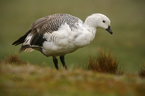 Husice magellanská (Chloephaga picta), Husice magellanská (Chloephaga picta), Upland goose, Autor: Ondřej Prosický | NaturePhoto.cz, Model: Canon EOS-1D Mark III, Objektiv: Canon EF 500mm f/4 L IS USM, Ohnisková vzdálenost (EQ35mm): 650 mm, stativ Gitzo 3540LS + RRS BH55, Clona: 7.1, Doba expozice: 1/320 s, ISO: 250, Kompenzace expozice: 0, Blesk: Ne, Vytvořeno: 13. ledna 2009 12:21:36, Volunteer Point (Falklandské ostrovy) 