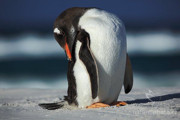 Tučňák oslí (Pygoscelis papua), Tučňák oslí (Pygoscelis papua), Gentoo penguin, Autor: Ondřej Prosický | NaturePhoto.cz, Model: Canon EOS 5D Mark II, Objektiv: Canon EF 500mm f/4 L IS USM, stativ Gitzo 3540LS + RRS BH55, Clona: 7.1, Doba expozice: 1/2000 s, ISO: 100, Kompenzace expozice: -2/3, Blesk: Ne, Vytvořeno: 12. ledna 2009 19:03:42, Volunteer Point (Falklandské ostrovy) 