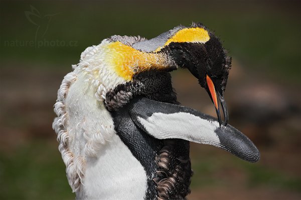 Tučňák patagonský (Aptenodytes patagonicus), Tučňák patagonský (Aptenodytes patagonicus), King penguin, Autor: Ondřej Prosický | NaturePhoto.cz, Model: Canon EOS-1D Mark III, Objektiv: Canon EF 500mm f/4 L IS USM, Ohnisková vzdálenost (EQ35mm): 650 mm, stativ Gitzo 3540LS + RRS BH55, Clona: 4.0, Doba expozice: 1/2000 s, ISO: 200, Kompenzace expozice: -1/3, Blesk: Ne, Vytvořeno: 12. ledna 2009 22:02:36, Volunteer Point (Falklandské ostrovy)