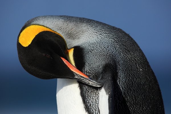 Tučňák patagonský (Aptenodytes patagonicus), Tučňák patagonský (Aptenodytes patagonicus), King penguin, Autor: Ondřej Prosický | NaturePhoto.cz, Model: Canon EOS 5D Mark II, Objektiv: Canon EF 500mm f/4 L IS USM, stativ Gitzo 3540LS + RRS BH55, Clona: 7.1, Doba expozice: 1/640 s, ISO: 100, Kompenzace expozice: -2/3, Blesk: Ne, Vytvořeno: 12. ledna 2009 23:05:28, Volunteer Point (Falklandské ostrovy) 