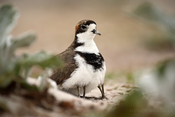 Kulík falklandský (Charadrius falklandicus), Kulík falklandský (Charadrius falklandicus), Two-banded Plover, Autor: Ondřej Prosický | NaturePhoto.cz, Model: Canon EOS-1D Mark III, Objektiv: Canon EF 500mm f/4 L IS USM, Ohnisková vzdálenost (EQ35mm): 650 mm, stativ Gitzo 3540LS + RRS BH55, Clona: 4.0, Doba expozice: 1/1600 s, ISO: 400, Kompenzace expozice: 0, Blesk: Ne, Vytvořeno: 13. ledna 2009 11:20:50, Volunteer Point (Falklandské ostrovy) 