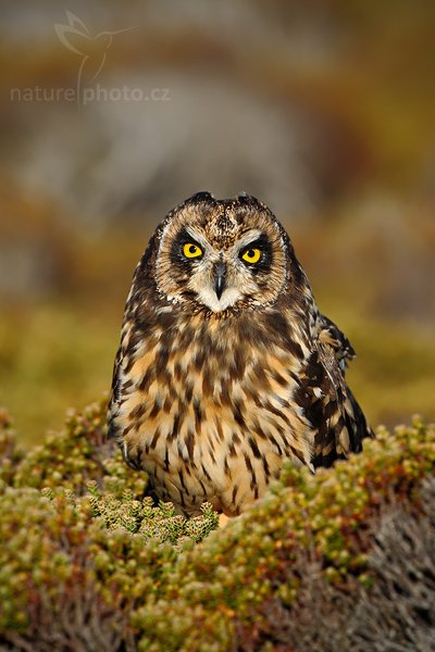 Kalous pustovka (Asio flammeus sanfordi), Kalous pustovka (Asio flammeus sanfordi), Short-eared Owl, Autor: Ondřej Prosický | NaturePhoto.cz, Model: Canon EOS-1D Mark III, Objektiv: Canon EF 500mm f/4 L IS USM, Ohnisková vzdálenost (EQ35mm): 650 mm, stativ Gitzo 3540LS + RRS BH55, Clona: 7.1, Doba expozice: 1/1600 s, ISO: 250, Kompenzace expozice: -1, Blesk: Ne, Vytvořeno: 20. ledna 2009 18:47:26, Carcass Island (Falklandské ostrovy)