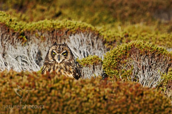 Kalous pustovka (Asio flammeus sanfordi), Kalous pustovka (Asio flammeus sanfordi), Short-eared Owl, Autor: Ondřej Prosický | NaturePhoto.cz, Model: Canon EOS-1D Mark III, Objektiv: Canon EF 500mm f/4 L IS USM, Ohnisková vzdálenost (EQ35mm): 650 mm, stativ Gitzo 3540LS + RRS BH55, Clona: 7.1, Doba expozice: 1/1600 s, ISO: 320, Kompenzace expozice: -1, Blesk: Ne, Vytvořeno: 20. ledna 2009 18:45:50, Sea Lion Island (Falklandské ostrovy) 