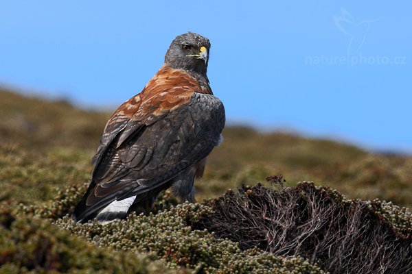 Káně rudohřbetá (Buteo polyosoma), Káně ruduhřbetá (Buteo polyosoma), Red-backed Hawk, Autor: Ondřej Prosický | NaturePhoto.cz, Model: Canon EOS-1D Mark III, Objektiv: Canon EF 500mm f/4 L IS USM, Ohnisková vzdálenost (EQ35mm): 650 mm, stativ Gitzo 3540LS + RRS BH55, Clona: 8.0, Doba expozice: 1/500 s, ISO: 200, Kompenzace expozice: +2/3, Blesk: Ne, Vytvořeno: 27. ledna 2009 15:54:55, Carcass Island (Falklandské ostrovy)