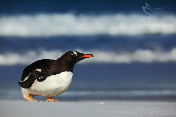 Tučňák oslí (Pygoscelis papua), Tučňák oslí (Pygoscelis papua), Gentoo penguin, Autor: Ondřej Prosický | NaturePhoto.cz, Model: Canon EOS 5D Mark II, Objektiv: Canon EF 500mm f/4 L IS USM, stativ Gitzo 3540LS + RRS BH55, Clona: 8.0, Doba expozice: 1/1250 s, ISO: 100, Kompenzace expozice: -1, Blesk: Ne, Vytvořeno: 12. ledna 2009 18:13:17, Volunteer Point (Falklandské ostrovy) 