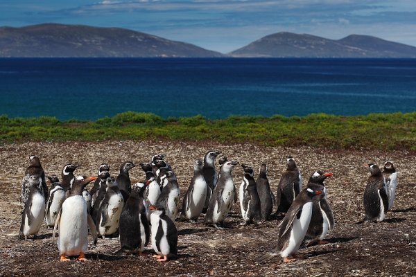 Tučňák oslí (Pygoscelis papua), Tučňák oslí (Pygoscelis papua), Gentoo penguin, Autor: Ondřej Prosický | NaturePhoto.cz, Model: Canon EOS-1D Mark III, Objektiv: Canon EF 85mm f/1.8 USM, Ohnisková vzdálenost (EQ35mm): 110 mm, stativ Gitzo 3540LS + RRS BH55, Clona: 5.6, Doba expozice: 1/640 s, ISO: 200, Kompenzace expozice: -2/3, Blesk: Ne, Vytvořeno: 27. ledna 2009 15:17:57, Carcass Island (Falklandské ostrovy) 