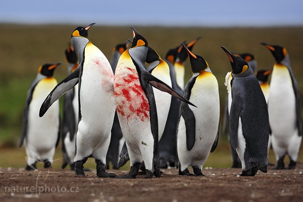 Tučňák patagonský (Aptenodytes patagonicus), Tučňák patagonský (Aptenodytes patagonicus), King penguin, Kormorán skalní (Phalacrocorax magellanicus), Rock Shag, Autor: Ondřej Prosický | NaturePhoto.cz, Model: Canon EOS 5D Mark II, Objektiv: Canon EF 500mm f/4 L IS USM, stativ Gitzo 3540LS + RRS BH55, Clona: 6.3, Doba expozice: 1/640 s, ISO: 400, Kompenzace expozice: -1/3, Blesk: Ne, Vytvořeno: 14. ledna 2009 17:54:21, Volunteer Point (Falklandské ostrovy) 