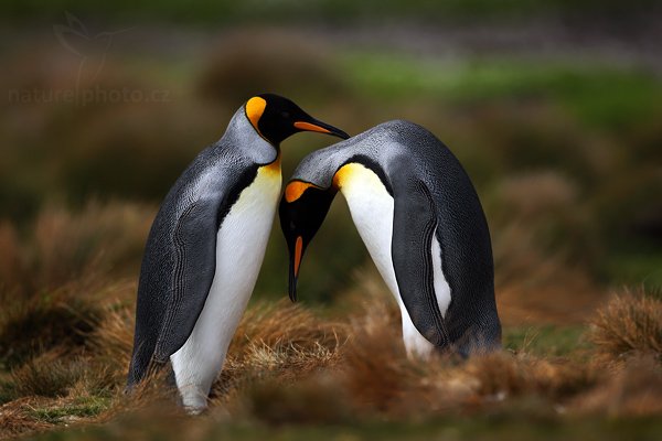 Tučňák patagonský (Aptenodytes patagonicus), Tučňák patagonský (Aptenodytes patagonicus), King penguin, Autor: Ondřej Prosický | NaturePhoto.cz, Model: Canon EOS 5D Mark II, Objektiv: Canon EF 500mm f/4 L IS USM, stativ Gitzo 3540LS + RRS BH55, Clona: 5.0, Doba expozice: 1/3200 s, ISO: 200, Kompenzace expozice: -1 1/3, Blesk: Ne, Vytvořeno: 14. ledna 2009 15:09:56, Volunteer Point (Falklandské ostrovy) 