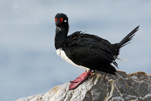 Kormorán skalní (Phalacrocorax magellanicus), Kormorán skalní (Phalacrocorax magellanicus), Rock Shag, Autor: Ondřej Prosický | NaturePhoto.cz, Model: Canon EOS-1D Mark III, Objektiv: Canon EF 500mm f/4 L IS USM, Ohnisková vzdálenost (EQ35mm): 650 mm, stativ Gitzo 3540LS + RRS BH55, Clona: 6.3, Doba expozice: 1/800 s, ISO: 400, Kompenzace expozice: 0, Blesk: Ne, Vytvořeno: 29. ledna 2009 18:31:39, Gypsy Cove (Falklandské ostrovy) 