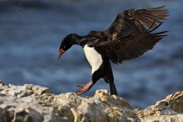 Kormorán skalní (Phalacrocorax magellanicus), Kormorán skalní (Phalacrocorax magellanicus), Rock Shag, Autor: Ondřej Prosický | NaturePhoto.cz, Model: Canon EOS-1D Mark III, Objektiv: Canon EF 500mm f/4 L IS USM, Ohnisková vzdálenost (EQ35mm): 650 mm, stativ Gitzo 3540LS + RRS BH55, Clona: 6.3, Doba expozice: 1/2500 s, ISO: 400, Kompenzace expozice: -2/3, Blesk: Ne, Vytvořeno: 29. ledna 2009 17:07:13, Gypsy Cove (Falklandské ostrovy)